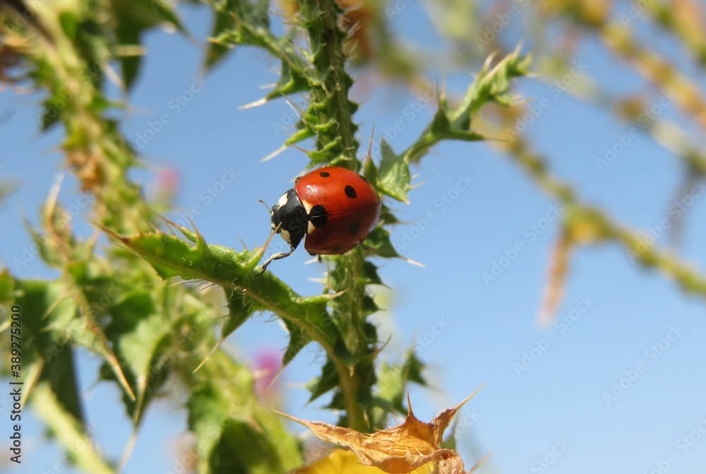 Ladybug on a thistle plant on blue sky background, closeup Ladybug on a thistle plant on blue sky background, closeup