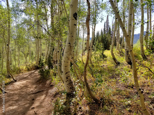 Bloods Lake Trail