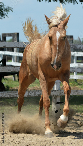 caballo photo
