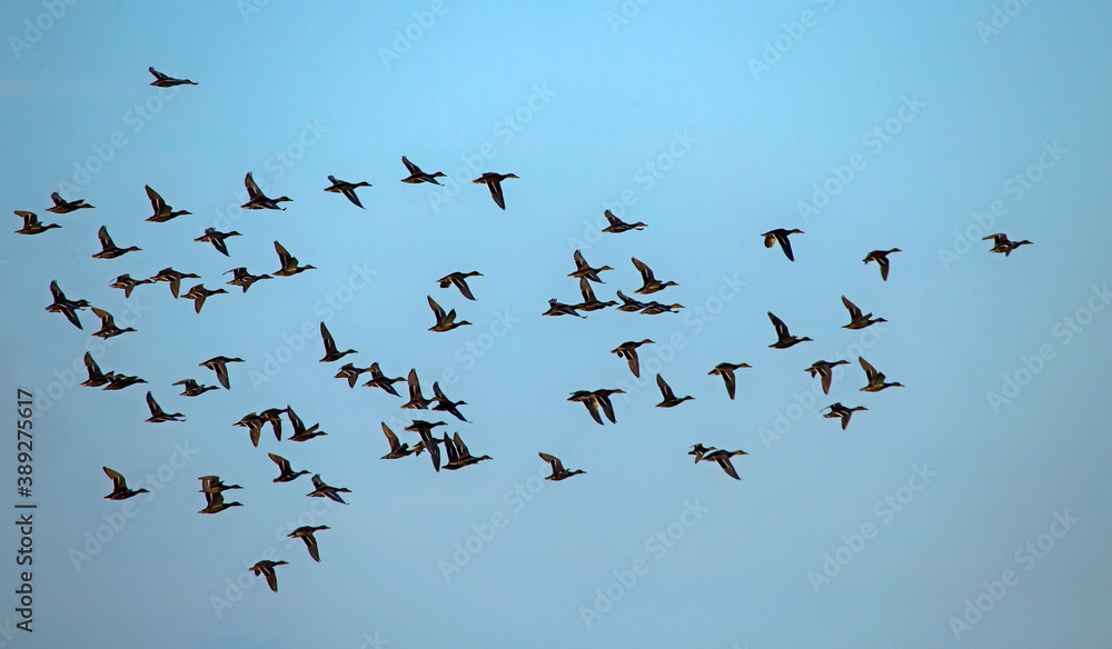 A large flock of ducks flying on the blue sky. Mallard, or Wild duck (Anas platyrhynchos). A large flock of ducks flying on the blue sky. Mallard, or Wild duck (Anas platyrhynchos).