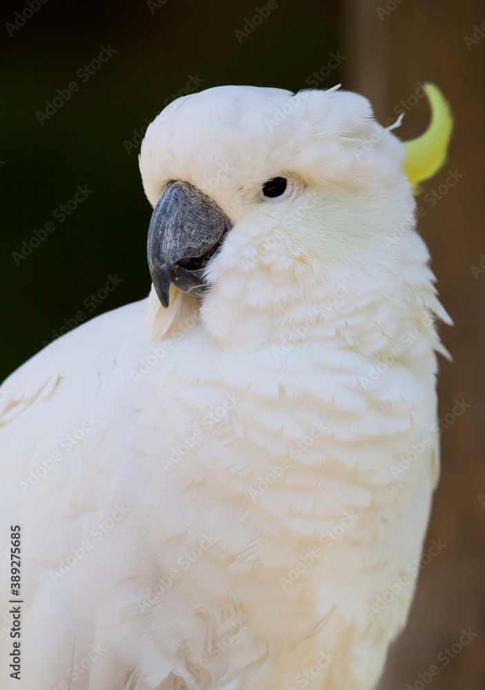 White cockatoo looks left, in slight profile