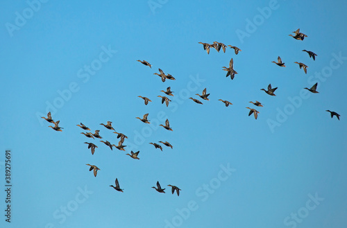 A large flock of ducks flying on the blue sky. Mallard, or Wild duck (Anas platyrhynchos).
