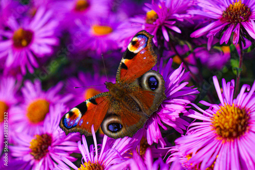 Motyl na kwiatach 
