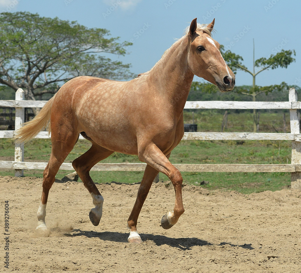 Obraz premium caballo