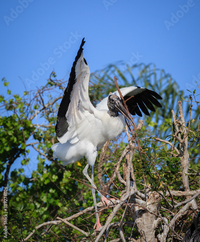 Wood stork builds nest in spring in Florida