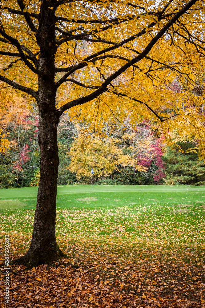 Yellow splendor surrounds golf green with pin flag in autumn Yellow splendor surrounds golf green with pin flag in autumn
