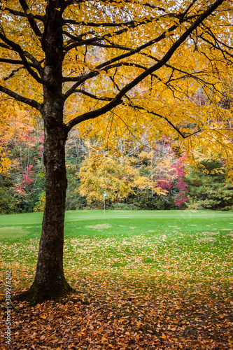 Yellow splendor surrounds golf green with pin flag in autumn