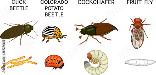Set of insect pests of agricultural plants (click beetle, colorado potato beetle, cockchafer and fruit fly) isolated on white background