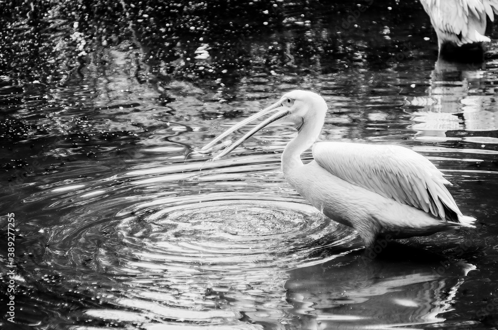 Ujęcie pelikana łapiącego rybę w czarno-białym ujęciu - obrazy, fototapety, plakaty 