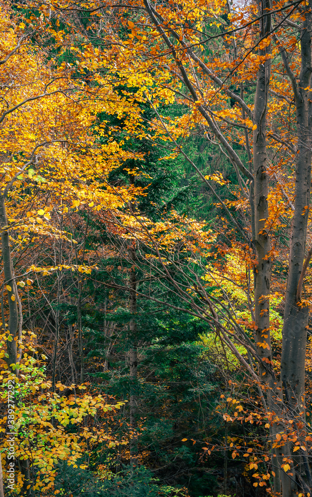 autumn in the forest