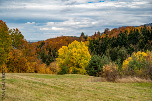 autumn landscape with trees