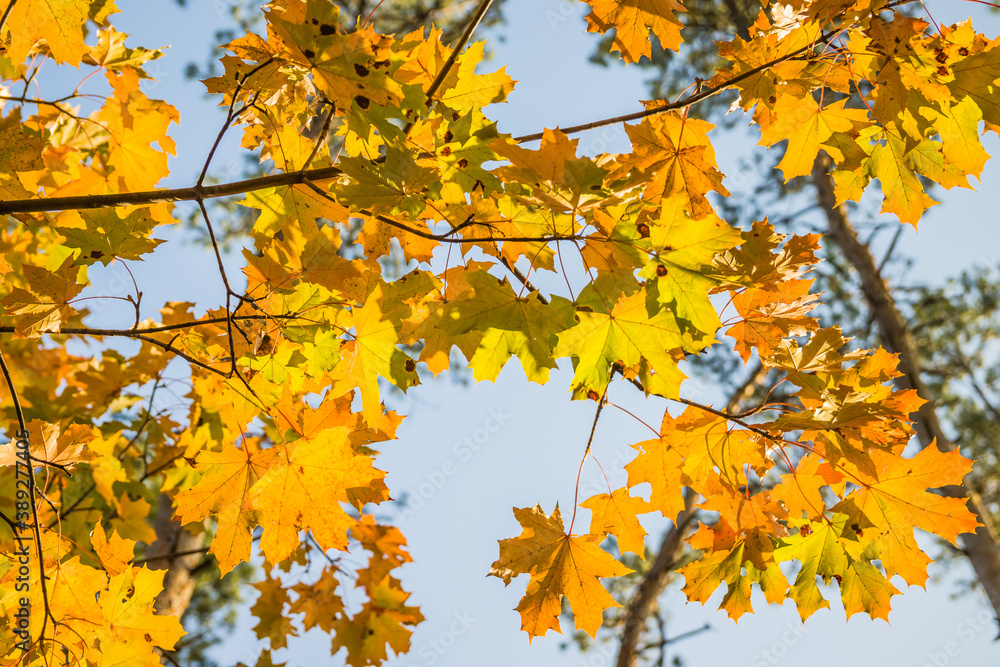 Bright yellow and green maple eaves on twigs with most autumn leaves already turning yellow (as the autumn concept), selective focus them Bright yellow and green maple eaves on twigs with most autumn leaves already turning yellow (as the autumn concept), selective focus them
