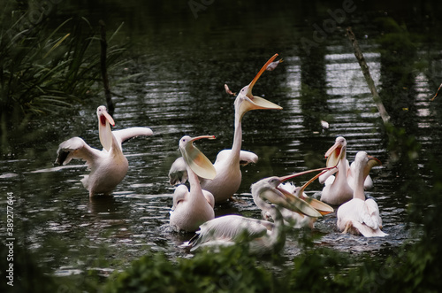 Stado pelikanów podczas karmienia w ogrodzie zoologicznym