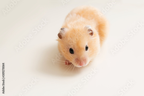 beige fluffy hamster on a white background, rodent