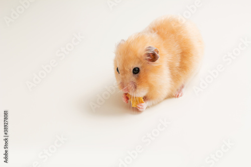 beige fluffy hamster on a white background, rodent,  fluffy beige hamster lives in its paws food