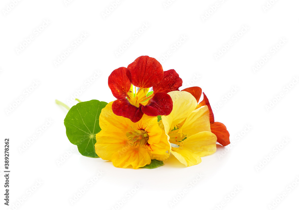Red and yellow beautiful nasturtium. Red and yellow beautiful nasturtium.