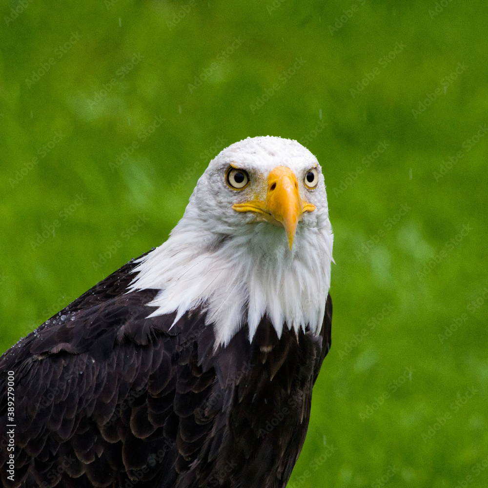 Fototapeta premium Weißkopfadler