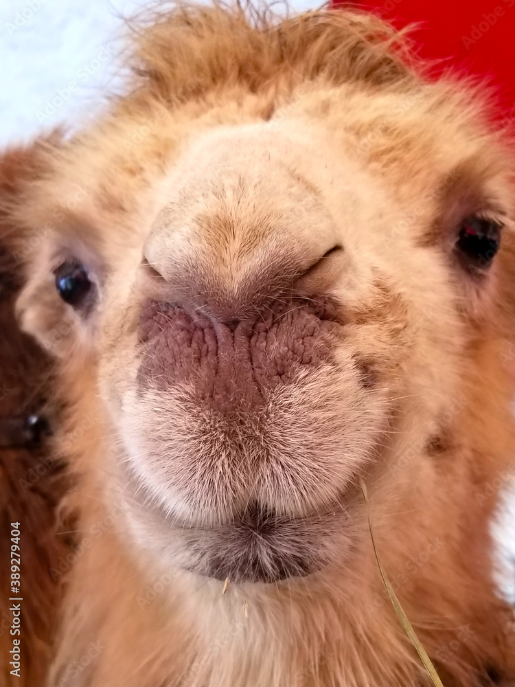 funny muzzle of a young camel, close-up