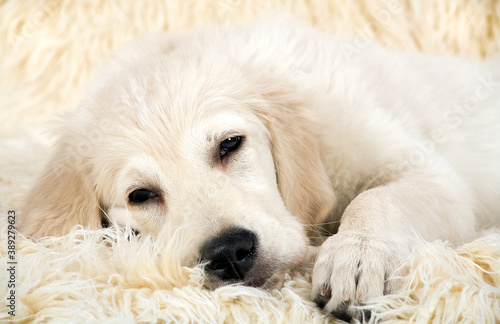 Little dog lying on a fur. Golden Retriever. 