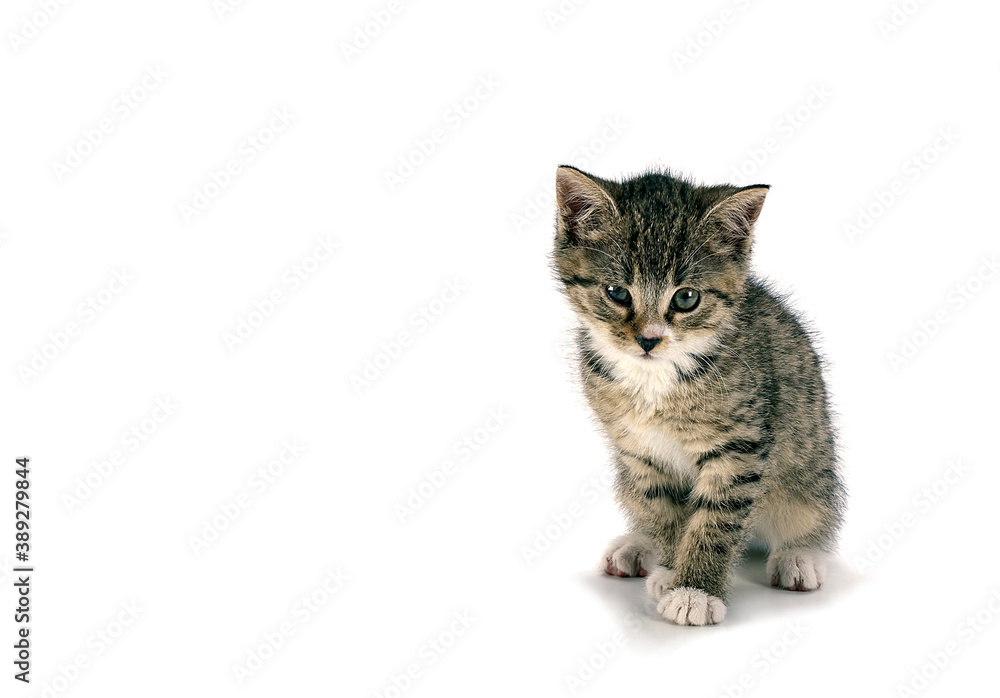 Young gray kitten. Cute and playful. Young gray kitten. Cute and playful.