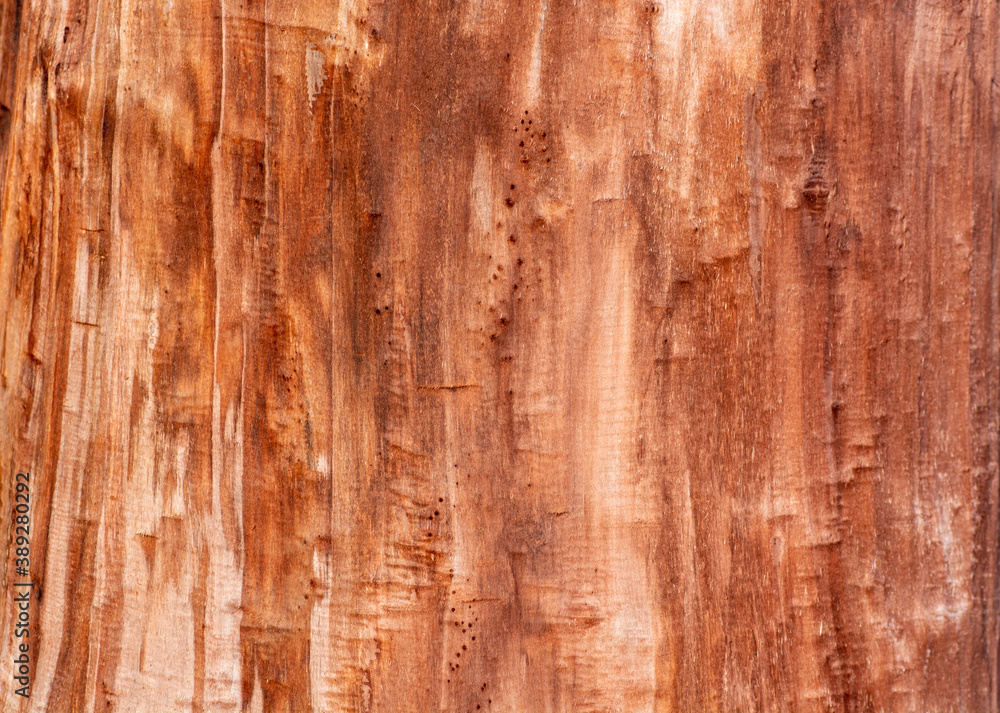 Surface of a dead tree trunk. Background . Texture. Surface of a dead tree trunk. Background . Texture.