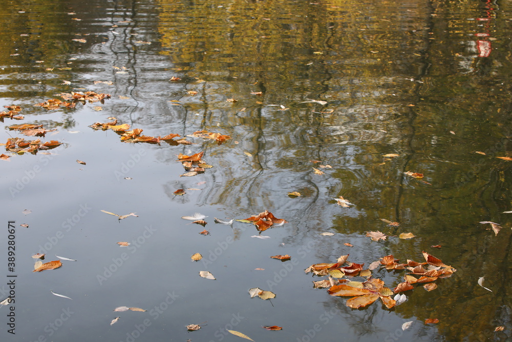 Sad autumn picture.Fallen dry faded leaves and bird feathers float on the surface of the water.Beautiful lake with reflection of trees on a Sunny day.The concept of the last sheet of the past season