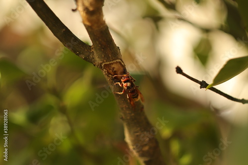 Fototapeta Naklejka Na Ścianę i Meble -  duży  owad  szerszeń  na  gałęzi    drzewa
