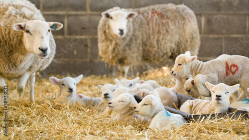 Schilderij op canvas New born Lleyn lambs with ewes at lambing time, in a barn, UK