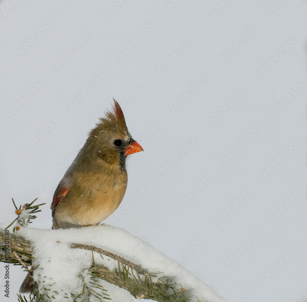 Female Northern Cardinal in the winter with white background Female Northern Cardinal in the winter with white background