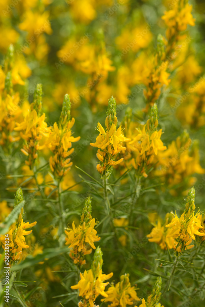 Obraz premium yellow flower background