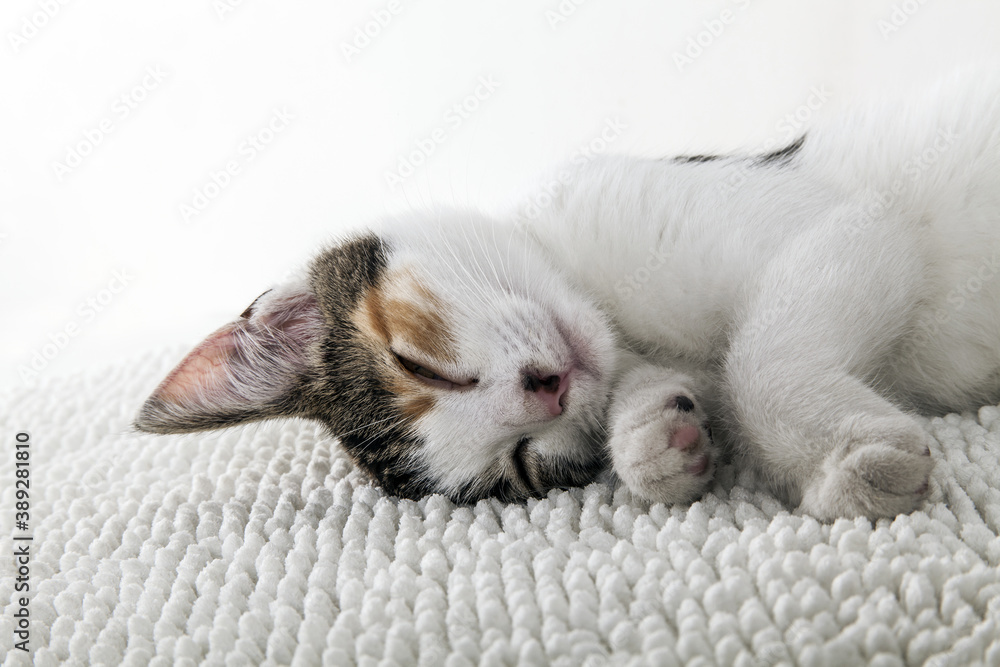 Little kitty. Pussy cat.. Young domestic pet. Little kitty. Pussy cat.. Young domestic pet.
