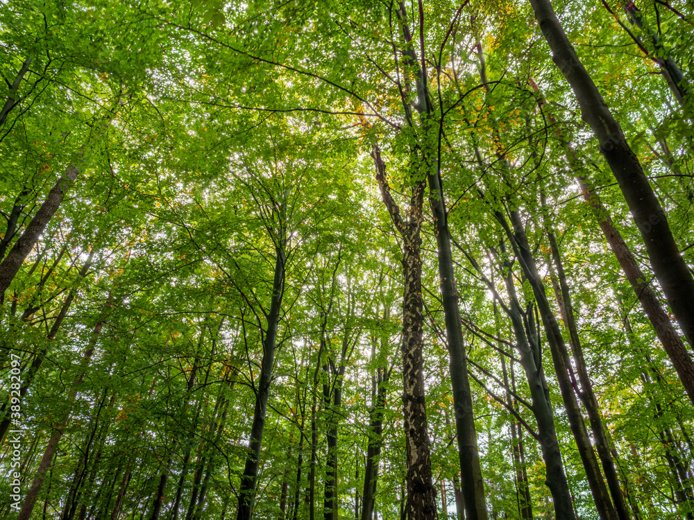 Elbsandsteingebirge close to Dresden with rocks and forest landscape Elbsandsteingebirge close to Dresden with rocks and forest landscape