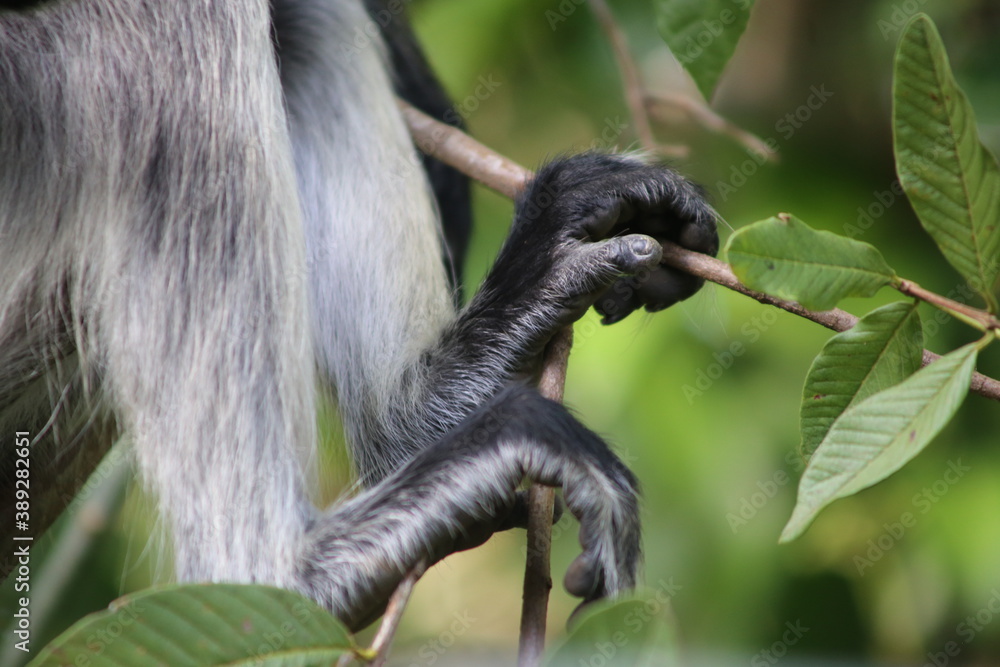 Obraz premium monkey feet