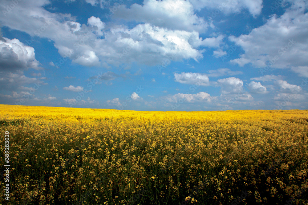 Colza field in Spring. Yellow flowers.