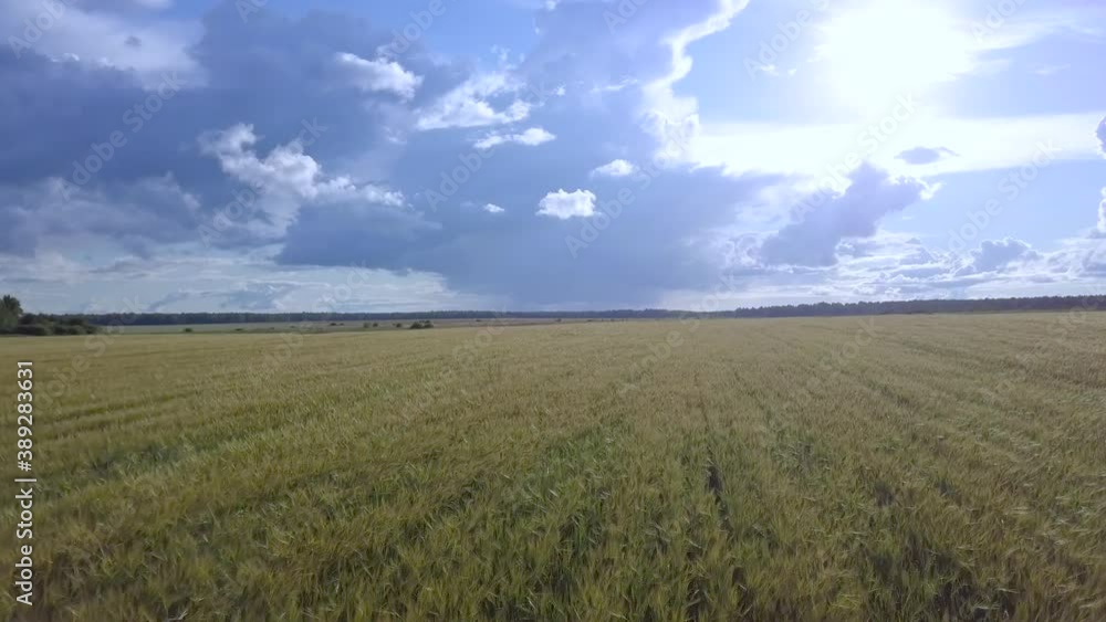 Crop field - flight over the field Crop field - flight over the field