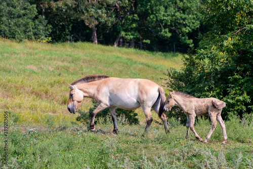 Fototapeta Naklejka Na Ścianę i Meble -   Przewalski's horse or Asian Wild Horse with a brand new young baby