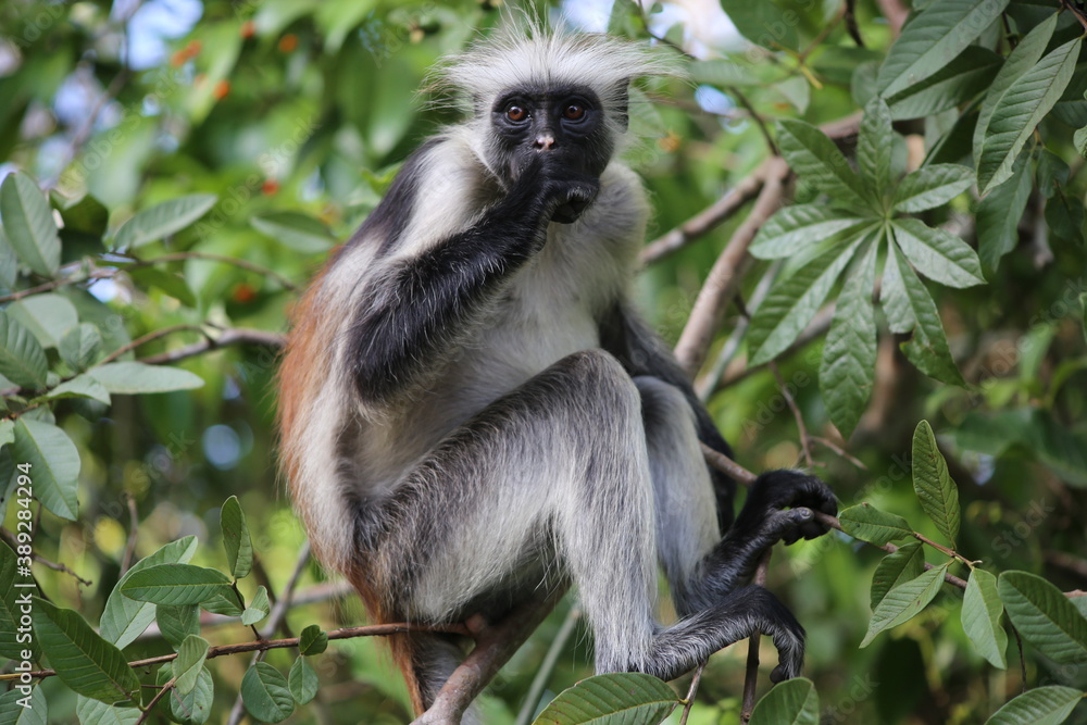 Obraz premium monkey zanzibar