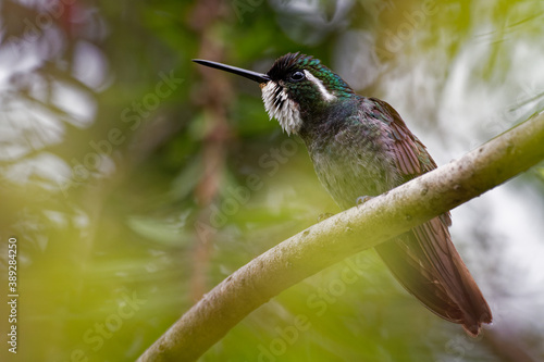 White-throated Mountain-gem - Lampornis castaneoventris hummingbird, breeds in the mountains of Panama, replaced in southern Costa Rica by the gray-tailed mountaingem cinereicauda photo