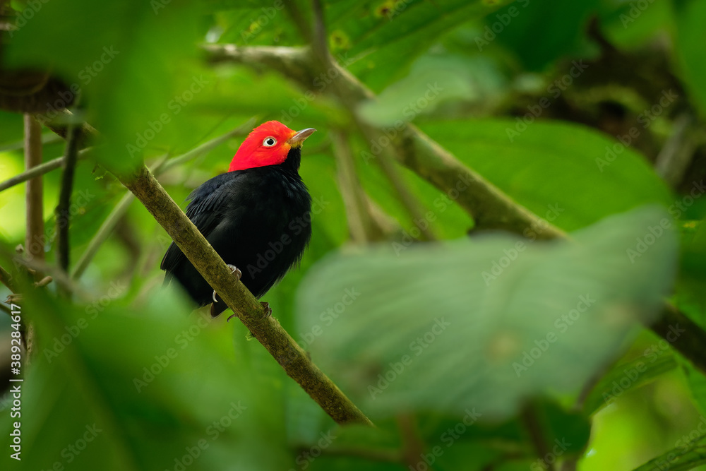 Red-capped manakin - Ceratopipra mentalis  bird in the Pipridae family. It is found in Belize, Colombia, Costa Rica, Ecuador, Guatemala, Honduras, Mexico, Nicaragua, Peru and Panama