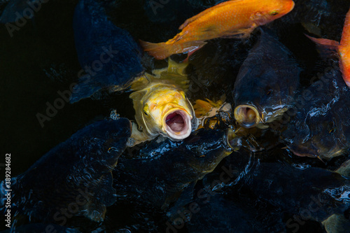 Pond in China with goldfish or Golden carp Japanese name-koi fish, Nishikigoi, Cyprinus carpio haematopterus a sacred symbol for Japanese and Chinese cultures. photo