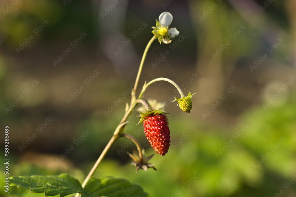 wild strawberry in the forest wild strawberry in the forest