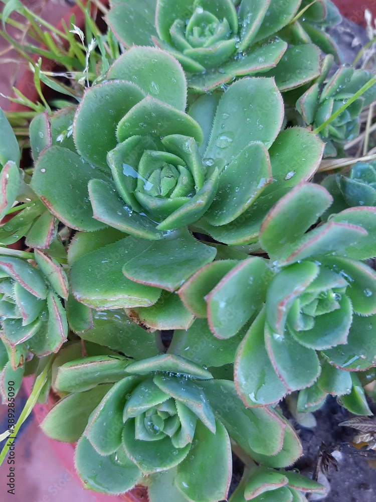 Flor planta suculenta verde mojada gotas de agua Flor planta suculenta verde mojada gotas de agua