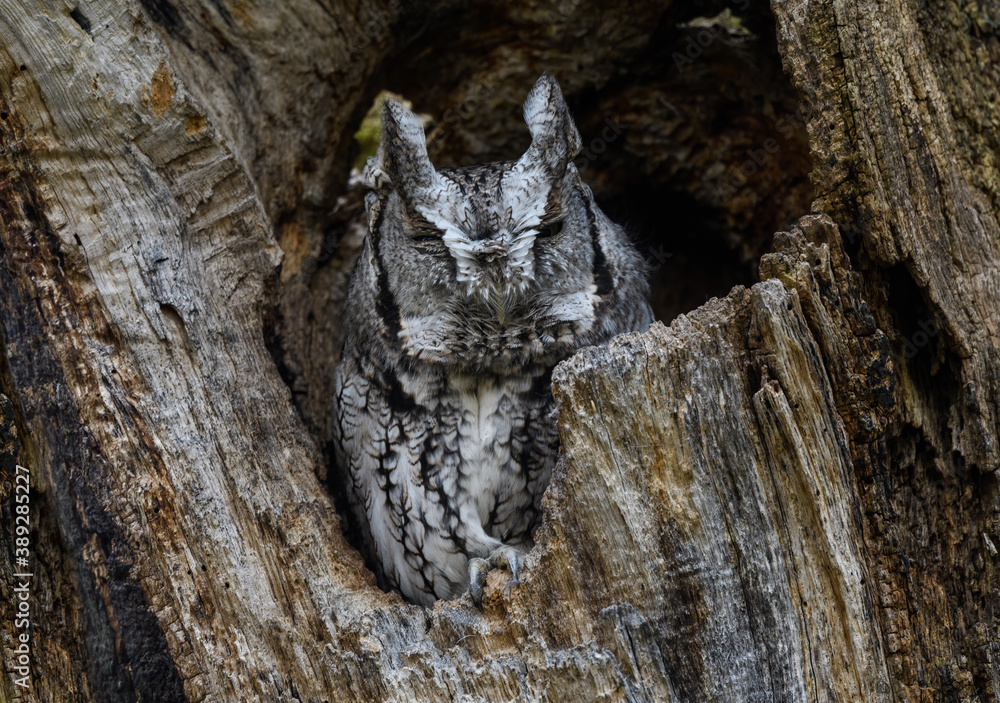 Eastern Screech Owl Sleeping in its Tree Hole Eastern Screech Owl Sleeping in its Tree Hole