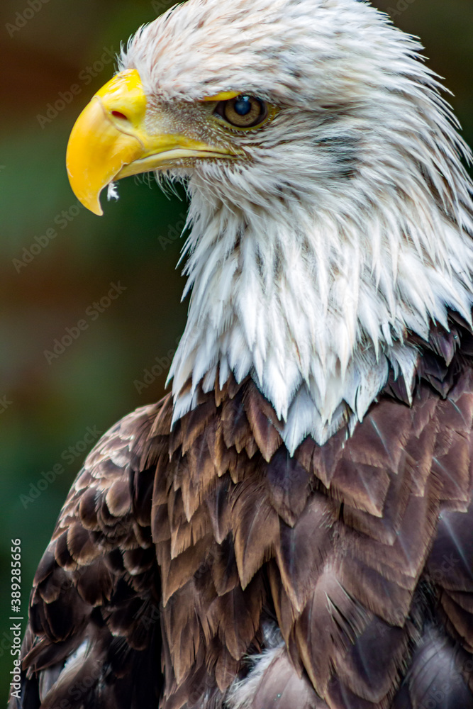 Obraz premium Portrait of a bald eagle.
