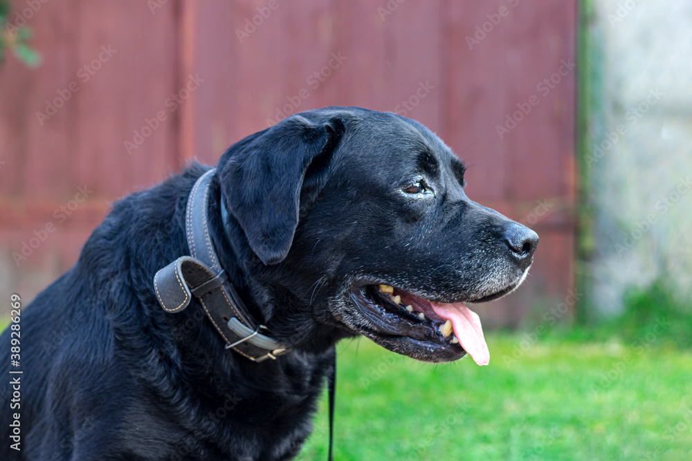 Black labrador retriever sitting outside and looking in anticipation of warning, looks happy, worried