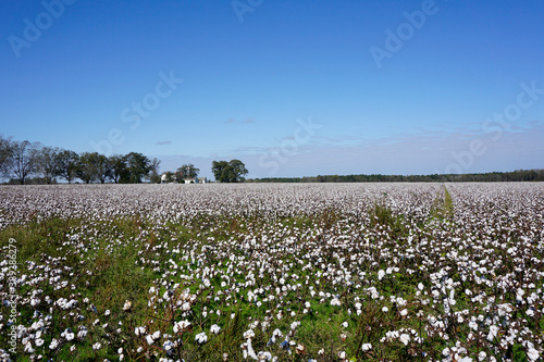 Field of cotton under a blue sky