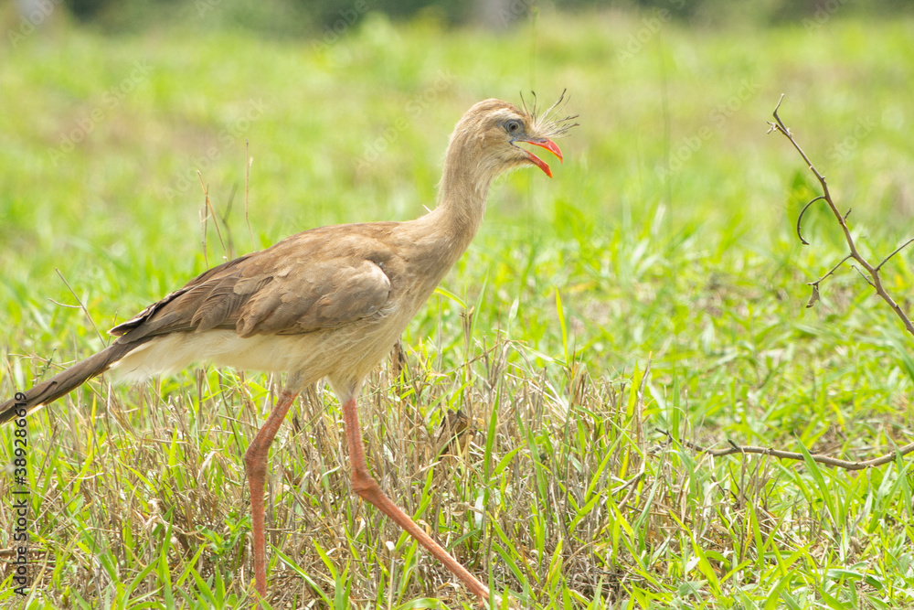 Seriema (Cariama cristata) Stock Photo Adobe Stock