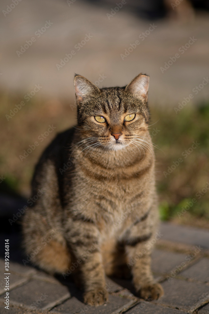 Tabby cat waiting with food container