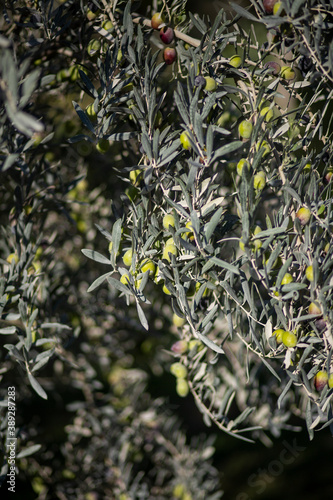 Wallpaper Mural Green olive panicles in the branch Torontodigital.ca