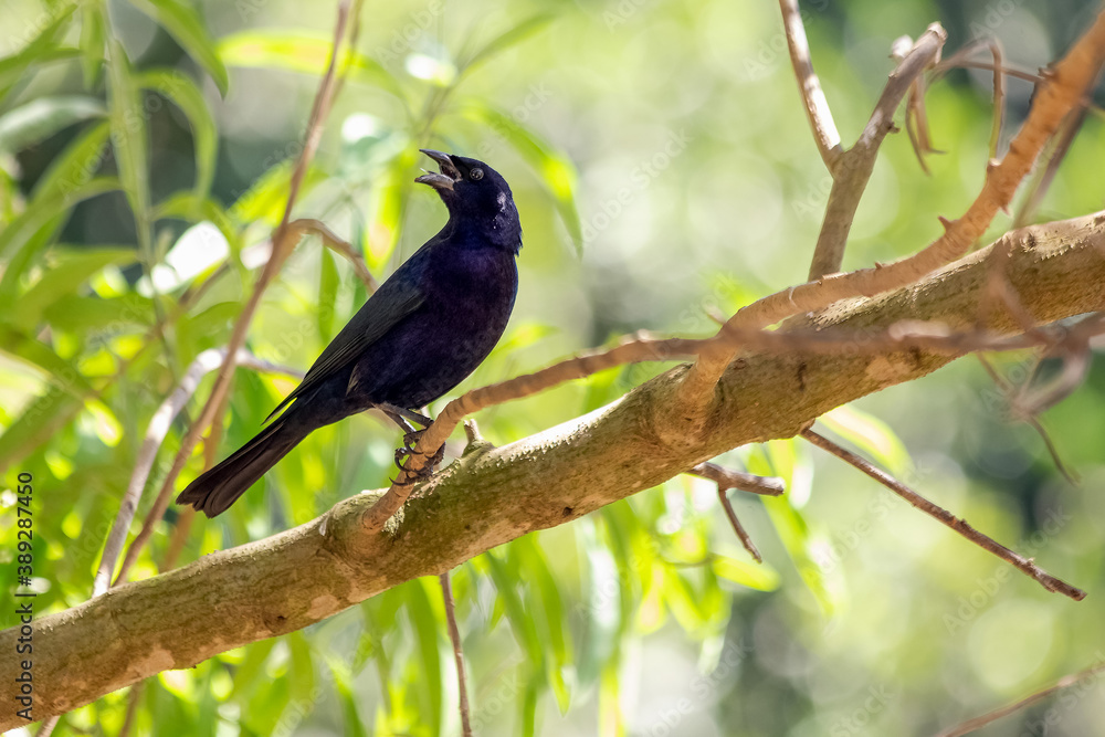 Black bird singing. The Shiny Cowbird also Know as Chupim. All the beauty and the presence of the most typical black bird in Brazil. Species Molothrus bonariensis. Birdwatcher Black bird singing. The Shiny Cowbird also Know as Chupim. All the beauty and the presence of the most typical black bird in Brazil. Species Molothrus bonariensis. Birdwatcher